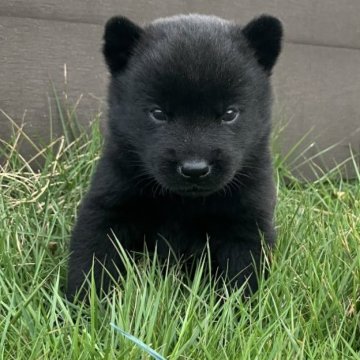 甲斐犬【大阪府・男の子・2024年9月23日・黒虎】の写真「すっごくおっとりさんな男の子」