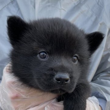 甲斐犬【大阪府・男の子・2023年1月28日・黒虎】の写真「マズルの短めのクリクリのお目々のかわいいお顔」