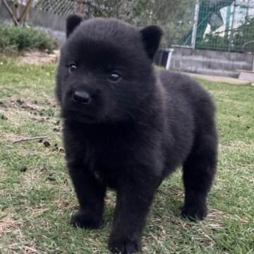 甲斐犬【大阪府・女の子・2024年9月23日・黒虎】の写真「骨格構成が良く、とっても愛らしい女の子」