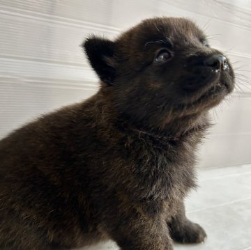 甲斐犬【大阪府・女の子・2024年5月17日・赤虎毛】の写真「キレイな柄の赤虎毛。お顔自慢の女の子」