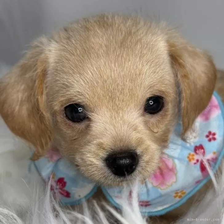 コッペ 様のお迎えした子犬