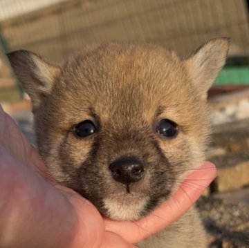 豆柴【三重県・男の子・2024年12月25日・赤】の写真「クリスマス生まれ！イケワン極小赤豆柴の男の子♡」