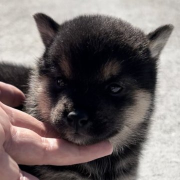 柴犬(豆柴)【三重県・男の子・2024年10月22日・黒】の写真「お顔のとっても可愛い黒豆柴の男の子♡」