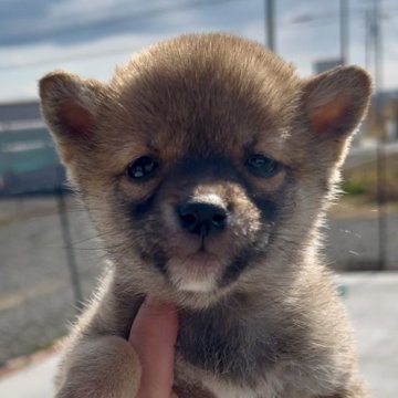 柴犬(豆柴)【三重県・男の子・2024年12月25日・赤】の写真「クリスマス生まれ！チビチビ赤豆柴の男の子♡」