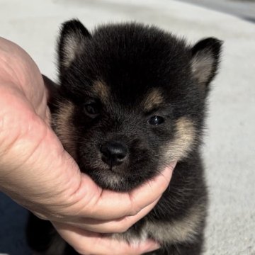 柴犬(豆柴)【三重県・男の子・2024年10月23日・黒】の写真「小ぶりでとっても可愛い黒豆柴の男の子♡」