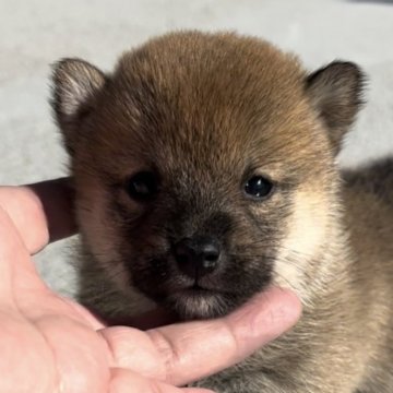 豆柴【三重県・女の子・2024年10月23日・赤】の写真「ちびちび赤豆柴の次女ちゃん♡」