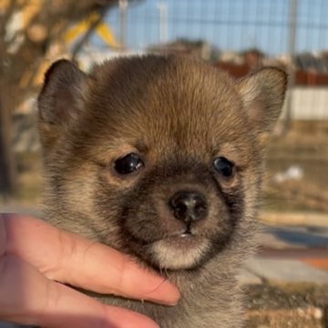 豆柴【三重県・男の子・2024年12月25日・赤】の写真「クリスマス生まれ！チビチビ赤豆柴の男の子♡」