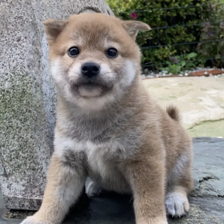 柴犬(標準サイズ)【三重県・男の子・2023年4月25日・赤】の写真1「6月3日撮影」