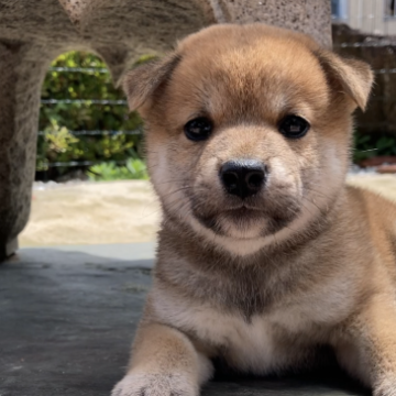 柴犬(標準サイズ)【三重県・男の子・2023年4月25日・赤】の写真「お目目の大きなアイラインくっきりの美男子くん♡」