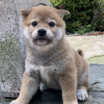 柴犬(標準サイズ)【三重県・男の子・2023年4月25日・赤】の写真「ハッと目を引く赤柴美男子くん♡」