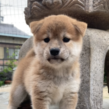 柴犬(標準サイズ)【三重県・女の子・2023年10月1日・赤】の写真「愛嬌抜群赤柴女子♡」