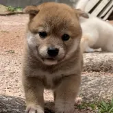 柴犬(標準サイズ)【三重県・男の子・2023年4月25日・赤】の写真5