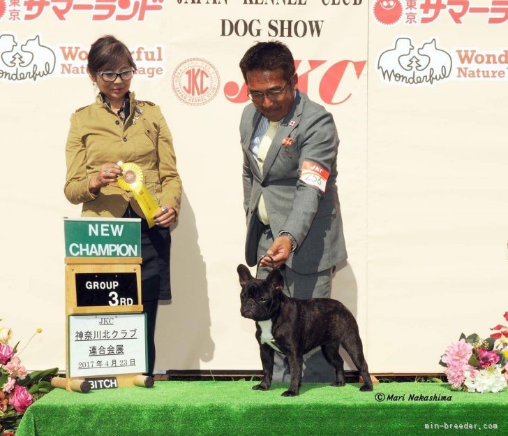 チワワ(ロング)【福岡県・男の子・2022年8月19日・セーブル&amp;ホワイト】の写真1「令和4-11-2撮影」