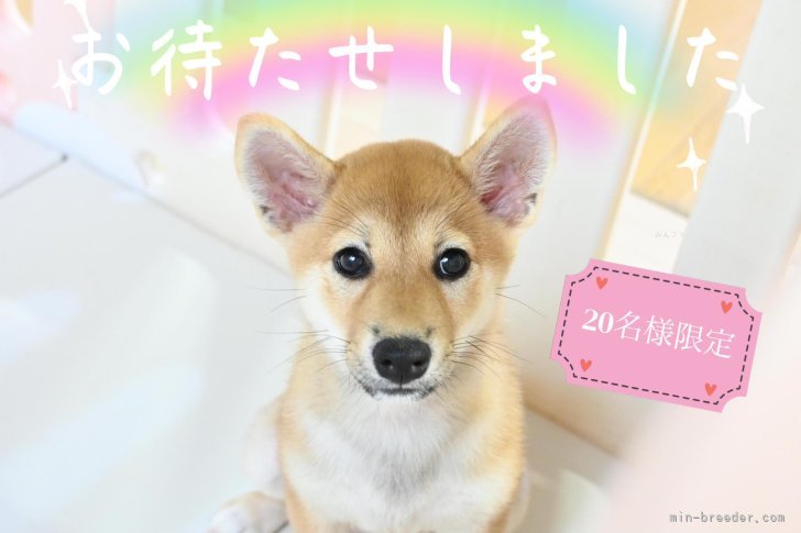 田中健一ブリーダーのブログ：2周年記念🎉キャンペーン詳細🐶💓