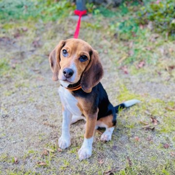 ビーグルの子犬を探す｜ブリーダー直販の子犬販売【みんなのブリーダー】