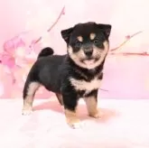 柴犬(標準サイズ)【愛媛県・男の子・2025年2月17日・黒】の写真4