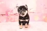 柴犬(標準サイズ)【愛媛県・男の子・2025年3月3日・黒】の写真4