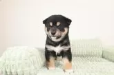 柴犬(標準サイズ)【愛媛県・男の子・2025年2月17日・黒】の写真8