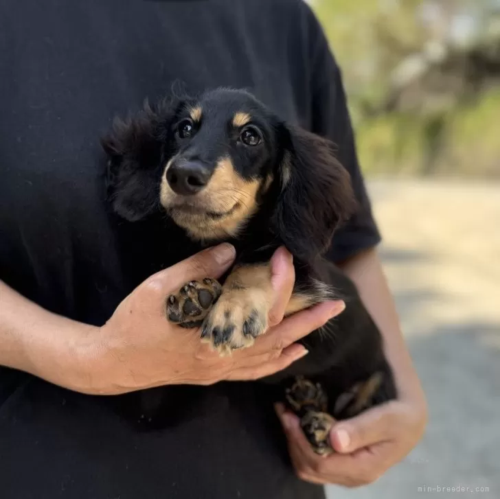 T.H 様のお迎えした子犬