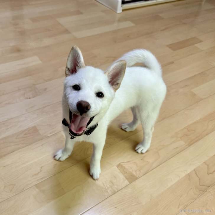 はじめての方にもおすすめの子です🔰❤️ | 柴犬(標準サイズ)