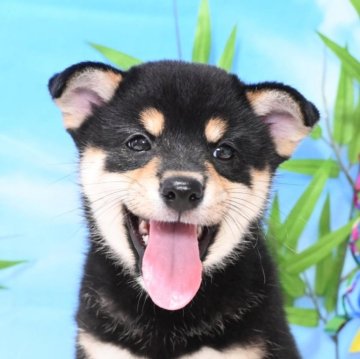 柴犬(標準サイズ)【愛媛県・男の子・2024年5月12日・黒】の写真「イケメン王子様❤️❤️❤️」