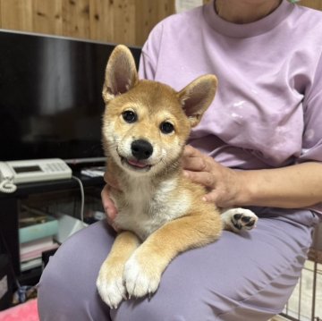 柴犬(標準サイズ)【愛媛県・女の子・2024年5月28日・赤】の写真「恥ずかしがり屋なんでしょうかね...😇」