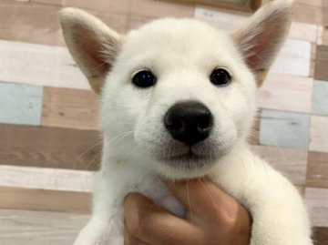 柴犬(標準サイズ)【愛媛県・女の子・2021年8月29日・白】の写真「美人すぎる白柴ちゃん😍」