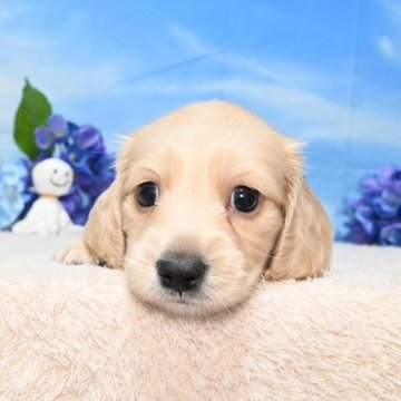 カニンヘンダックスフンド(ロング)【愛媛県・男の子・2024年5月6日・イエロー】の写真「甘ったれ坊や❤️❤️❤️」