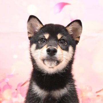 柴犬(標準サイズ)【愛媛県・男の子・2023年11月16日・黒】の写真「とっても優しい性格をしています🔰🙆‍♀️」