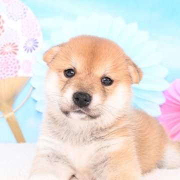 柴犬(標準サイズ)【愛媛県・男の子・2024年6月27日・赤】の写真「ママ似の優しいお顔🥰」