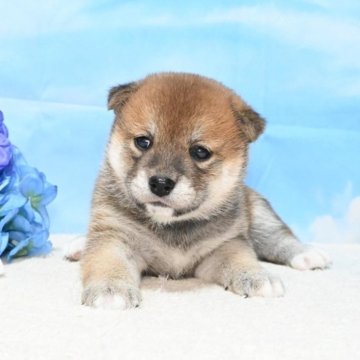 柴犬(標準サイズ)【愛媛県・女の子・2024年5月12日・赤】の写真「かわいすぎて最高😆❤️！」