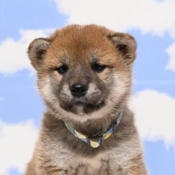 柴犬(標準サイズ)【愛媛県・女の子・2022年11月30日・赤】の写真「マイペースな女の子です🐶💓」