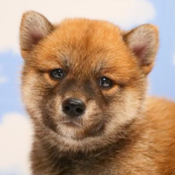 柴犬(標準サイズ)【愛媛県・男の子・2022年8月7日・赤】の写真「笑顔が可愛い男の子です🐶💓」