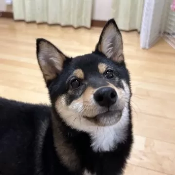 柴犬【愛媛県・男の子・2023年9月20日・黒】とっても遊び上手な黒柴くん😊👏｜みんなのブリーダー（子犬ID：2402-06577）