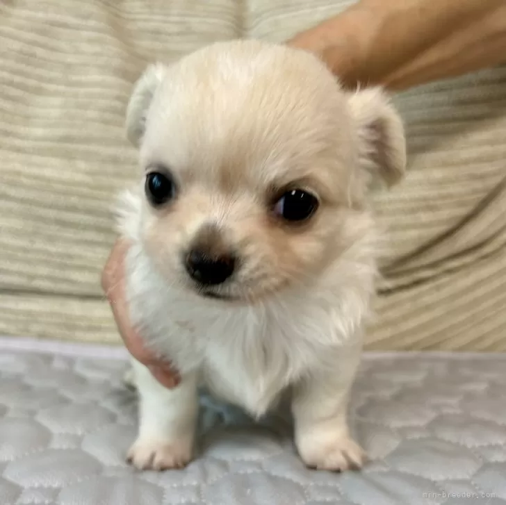 ももちゅけ 様のお迎えした子犬