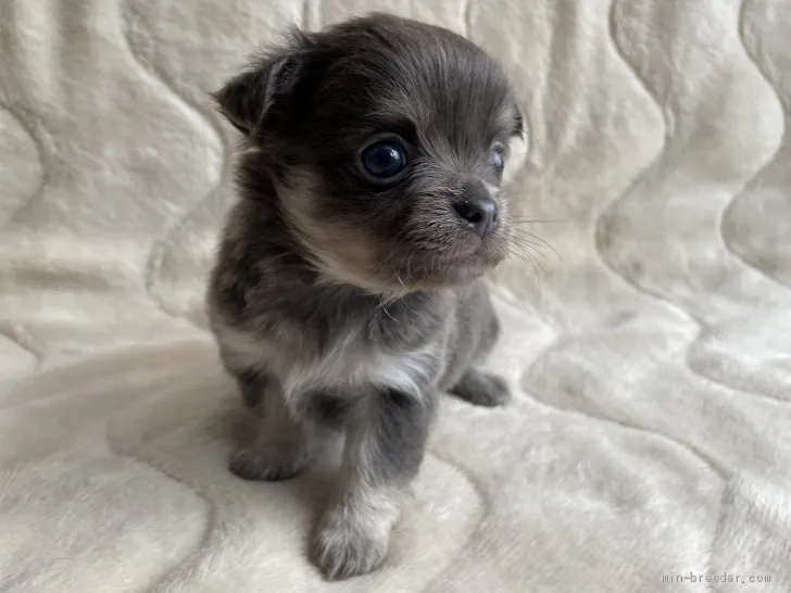 トトママ 様のお迎えした子犬