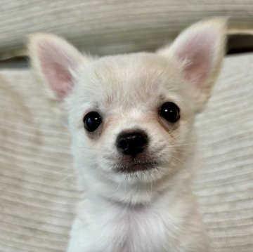 チワワ(ロング)【愛知県・男の子・2024年4月12日・クリームホワイト】の写真「ご見学当日のお迎えも可能です。」