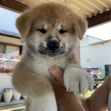 秋田犬【山梨県・男の子・2023年5月22日・赤毛】の写真「良い顔立です。」