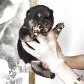柴犬(標準サイズ)