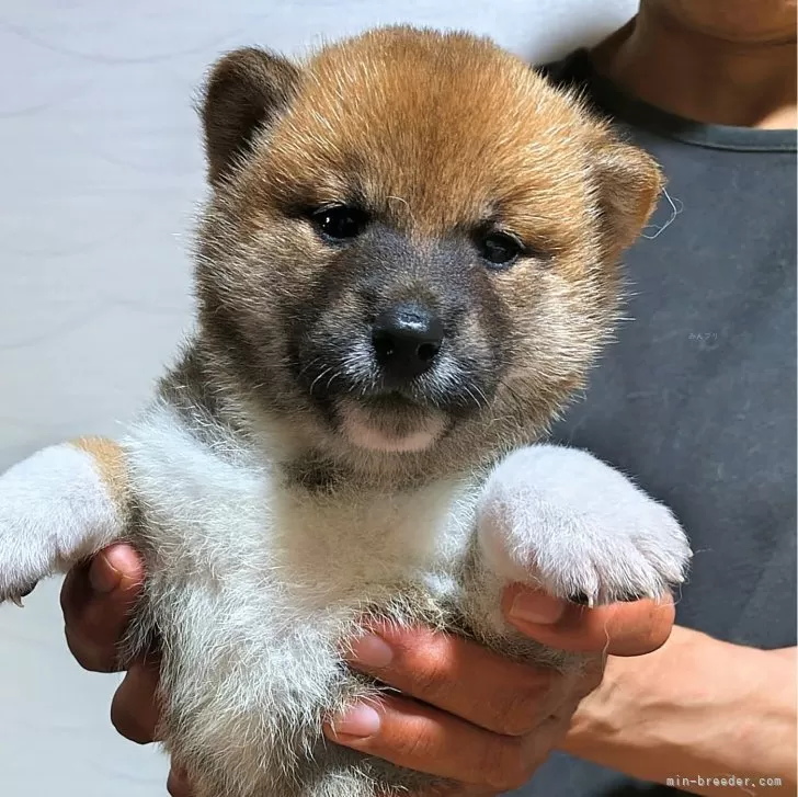 柴犬(標準サイズ)【石川県・男の子・2024年6月1日・あか】の写真1「まんまるなお顔🤩」