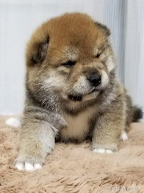 柴犬(標準サイズ)【石川県・男の子・2020年7月28日・赤(胡麻)】の写真1「凛としたオス✨」