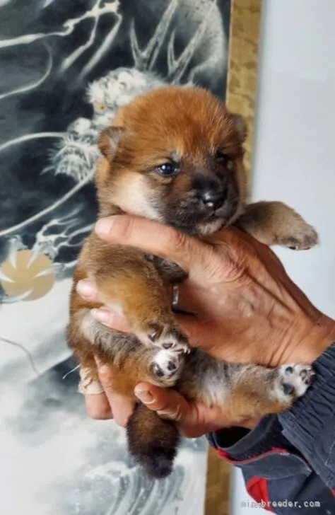 マサ 様のお迎えした子犬