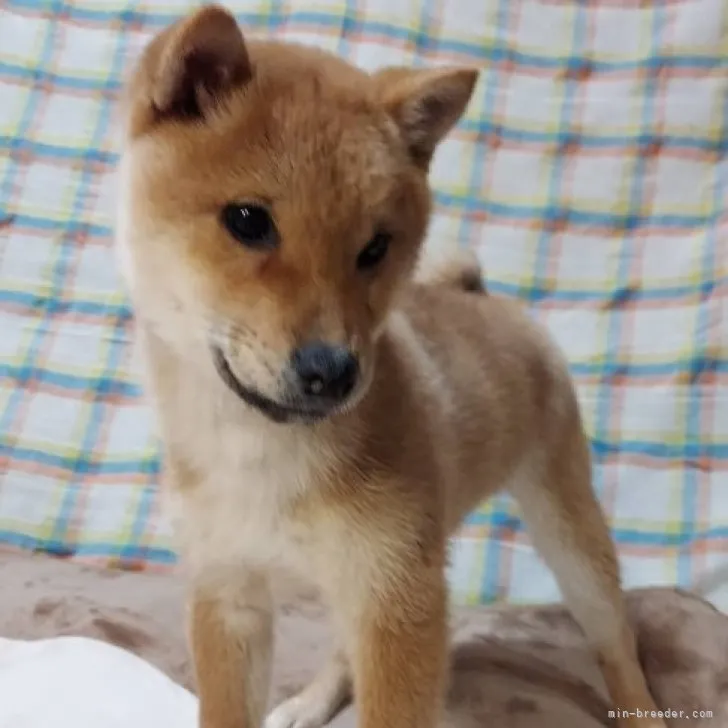 柴犬(標準サイズ)【石川県・男の子・2022年9月23日・赤】の写真1「オススメ🐕❤️小ぶり」