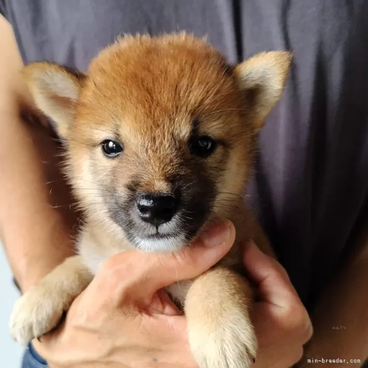 柴犬(標準サイズ)【石川県・女の子・2024年7月17日・あか】の写真1「超オチビちゃんです🍒体重700グラム」