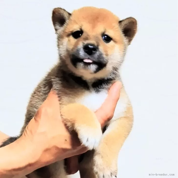 柴犬(標準サイズ)【石川県・女の子・2024年6月1日・赤】の写真1「舌だして可愛いね❤️」