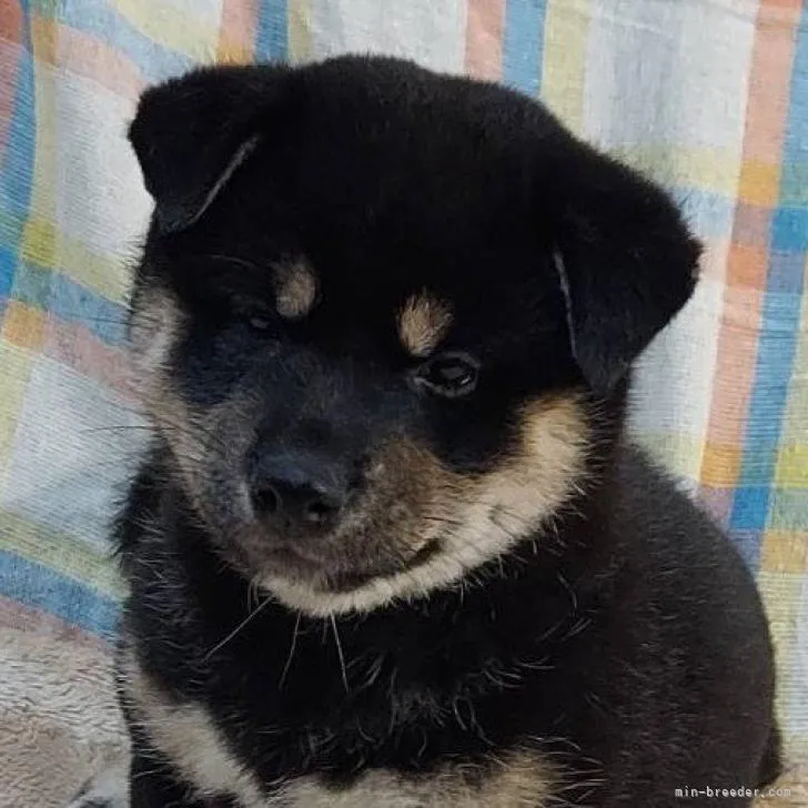 柴犬(標準サイズ)【石川県・女の子・2022年5月3日・黒】の写真1「おすすめの黒メス❤️楽しみな子犬👌」