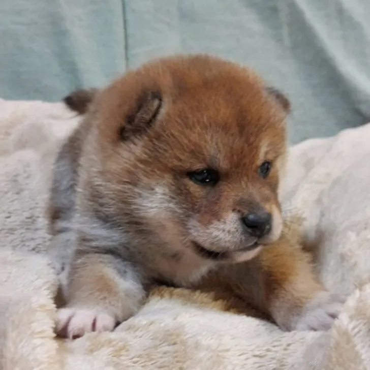 柴犬(標準サイズ)【石川県・男の子・2022年4月27日・赤】の写真1「目形良い綺麗な子🔔」