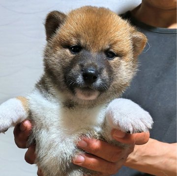 柴犬(標準サイズ)【石川県・男の子・2024年6月1日・あか】の写真「たぬき顔😃」