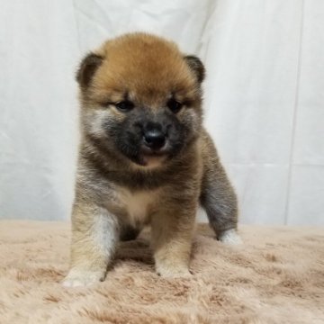 柴犬(標準サイズ)【石川県・男の子・2020年9月30日・赤】の写真「顔の黒が無くなったら色男になると思います🐶」