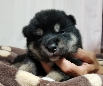 柴犬(標準サイズ)【石川県・女の子・2019年6月17日・黒】の写真「タヌキ顔の綺麗な女の子です。」